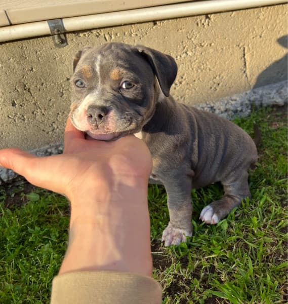 American Bully | Dogs & Puppies | Gumtree Australia Free Local Classifieds