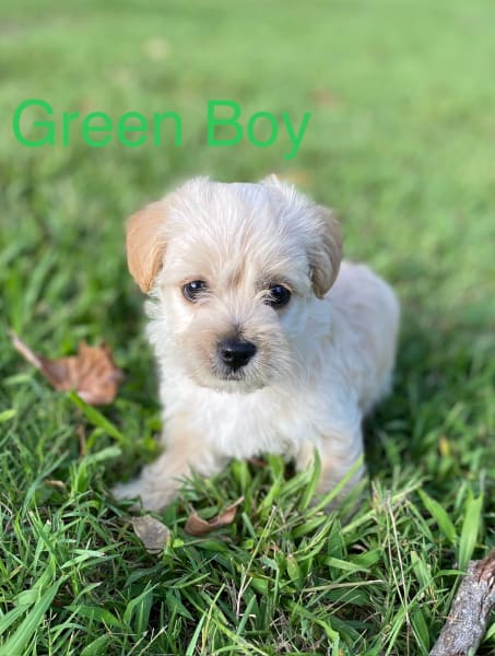 Yorkshire clearance terrier gumtree