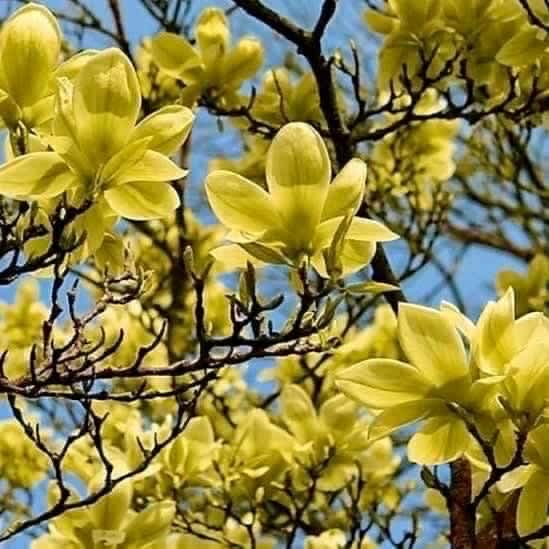 magnolia in Sydney Region, NSW | Plants | Gumtree Australia Free Local  Classifieds