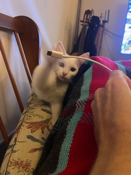 Are you looking for me? Finding a furever home 62863391768066112