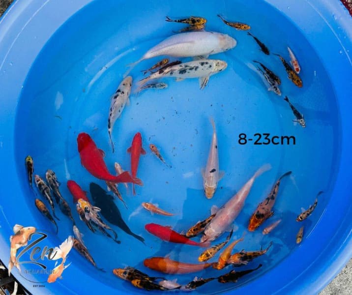 koi for sale private