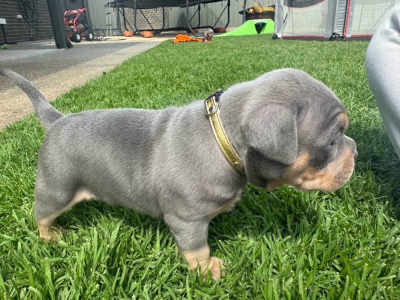 American pocket ￼bullies puppies ABKC registered ￼, Dogs & Puppies, Gumtree Australia Playford Area - Virginia