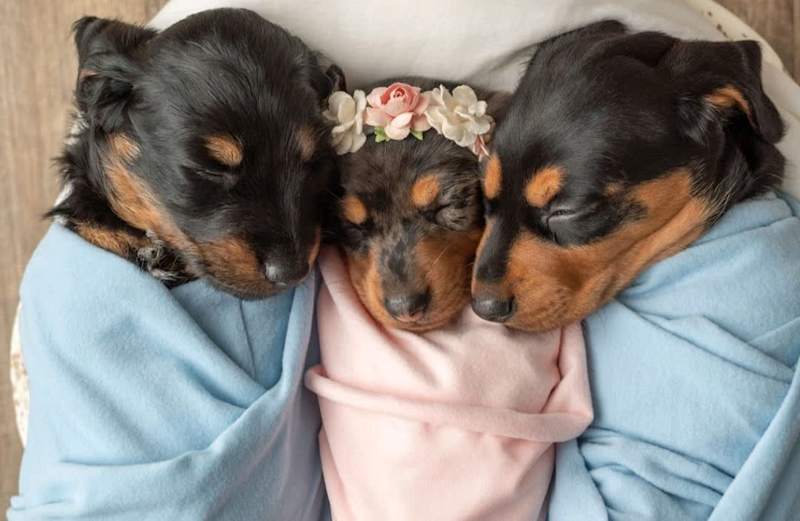 Are Dogs First Litters Smaller