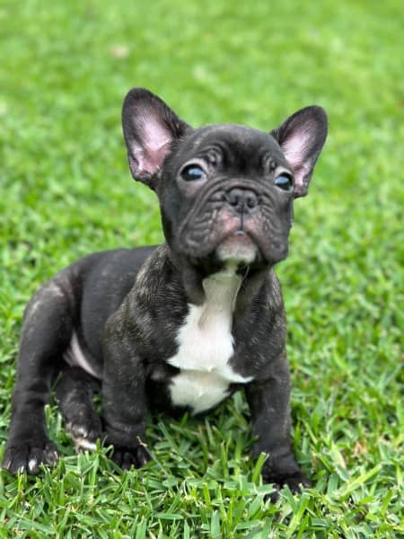 french bulldog dachshund mix