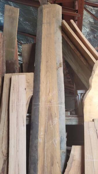 Thick Blackbutt Timber Slab- 3140mm63005707765121111