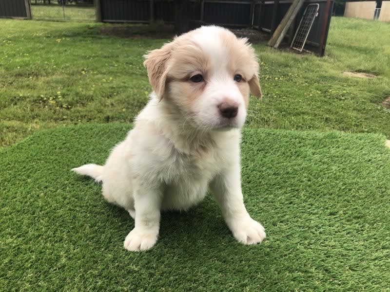 sandringham labrador pedigree