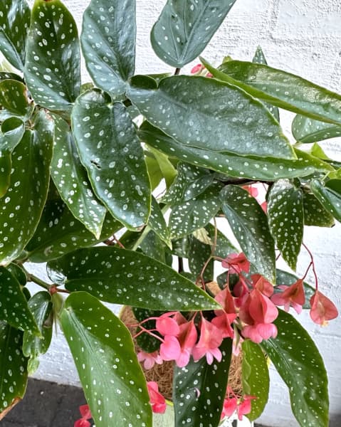 Pink Angel Wing bamboo begonia. | Plants | Gumtree Australia Bunbury Area -  Bunbury | 1308666908