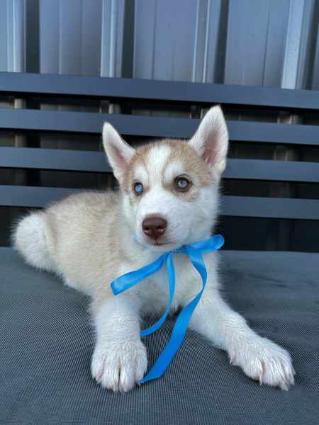 Gumtree husky dogs for sales sale