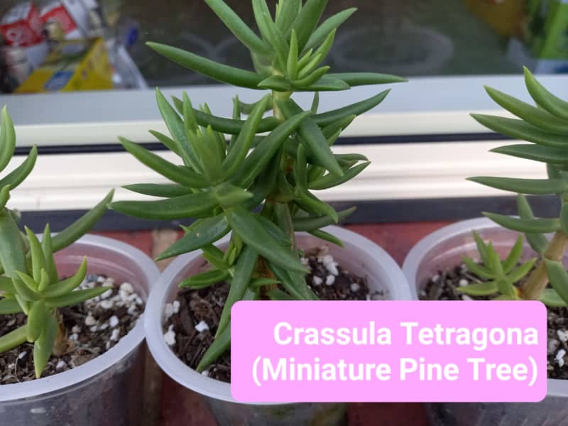 Crassula tetragona - Miniature Pine Tree