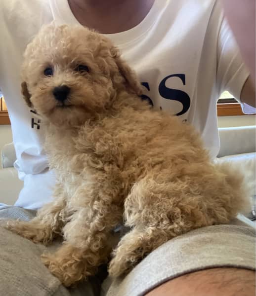 micro cinnamon poodle for sale