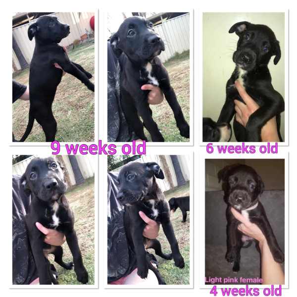 Gumtree bullmastiff hot sale