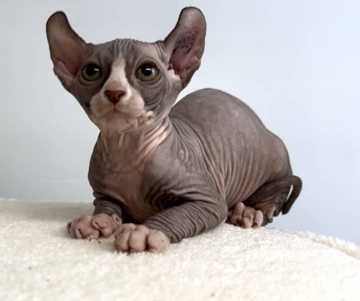 Hairless sales cat gumtree