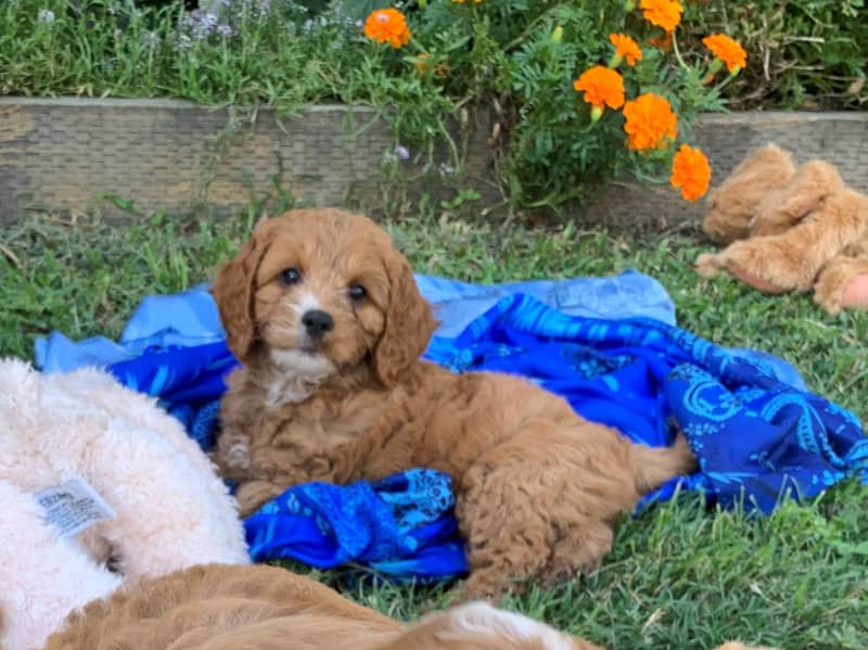 Can Puppies Have Two Different Dads