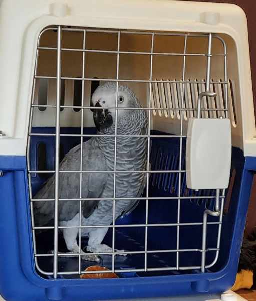 Animal Freight Australia62864726664322113