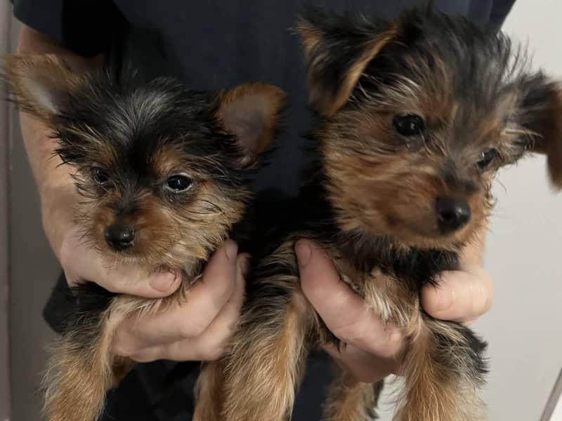 Yorkshire clearance terrier gumtree