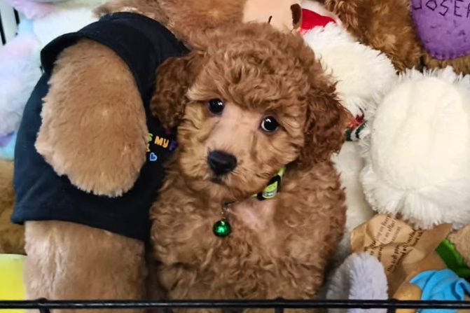 Red/Apricot Toy Poodle Male Gold Dogs