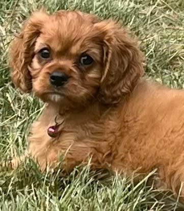 King Charles cavalier puppies for sale Dogs Puppies Gumtree