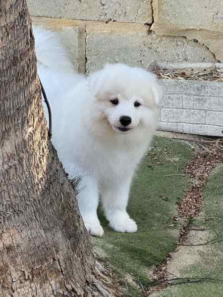 Samoyed deals puppies gumtree