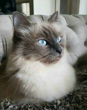 blue point ragdoll adult