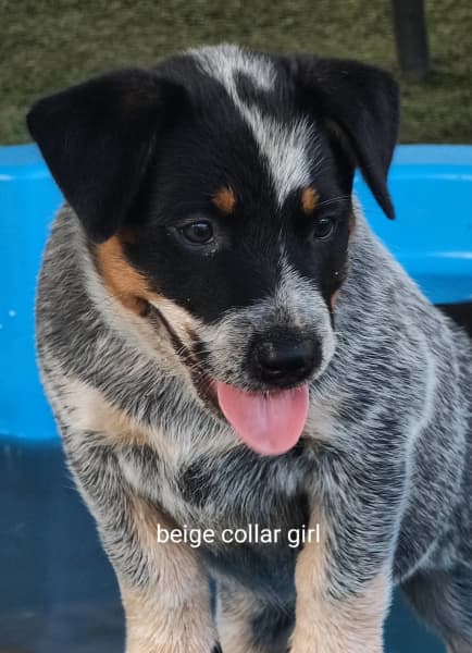 are blue heeler and husky mix