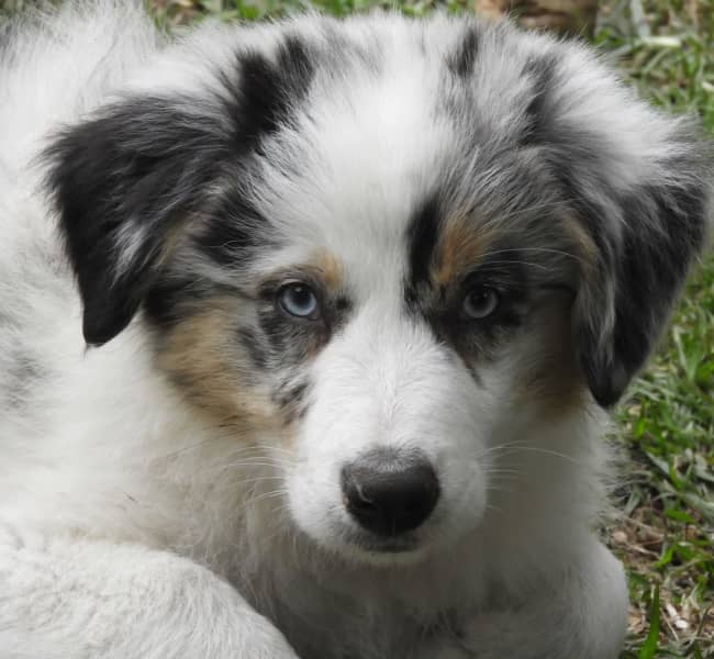 blue valley mini aussie puppies