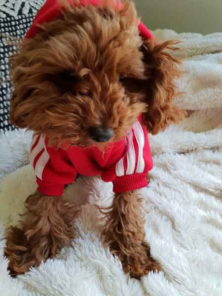 teacup poodle gumtree