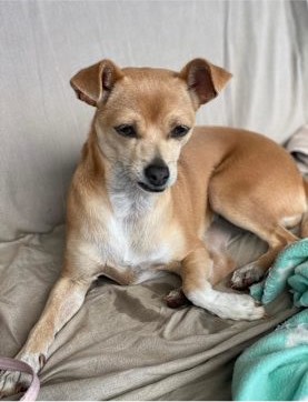 Terrier Long And Short Haired Chihuahua Mix Chiweenie Puppy