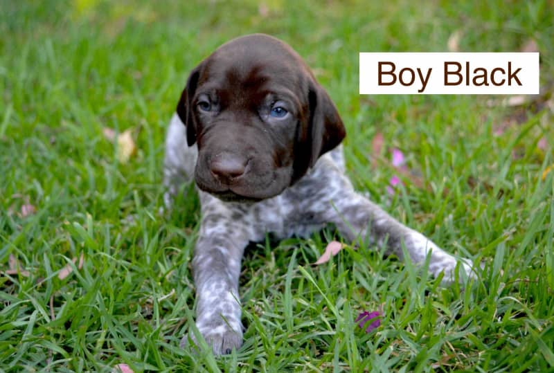 boy or girl german shorthaired pointer