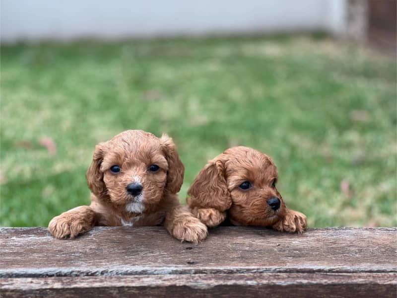 1st generation toy cavoodles