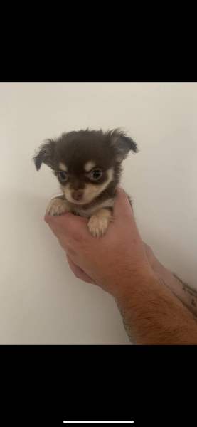 Chihuahua store stud gumtree