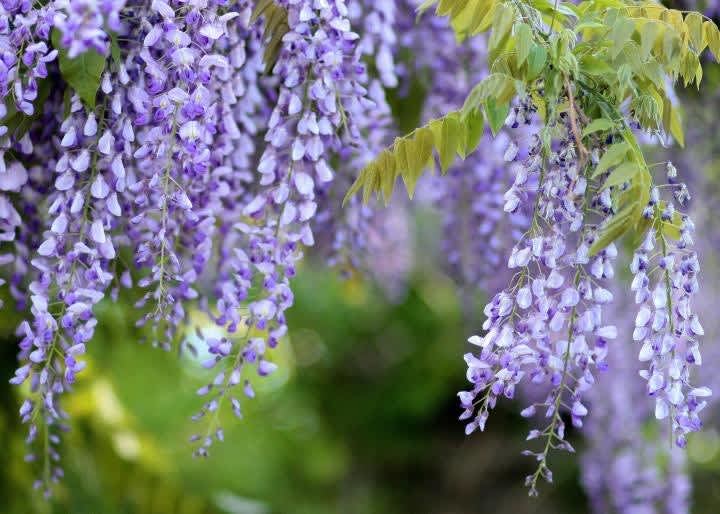 wisteria plant, Plants