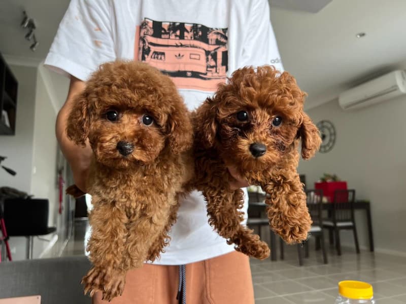 red toy poodle