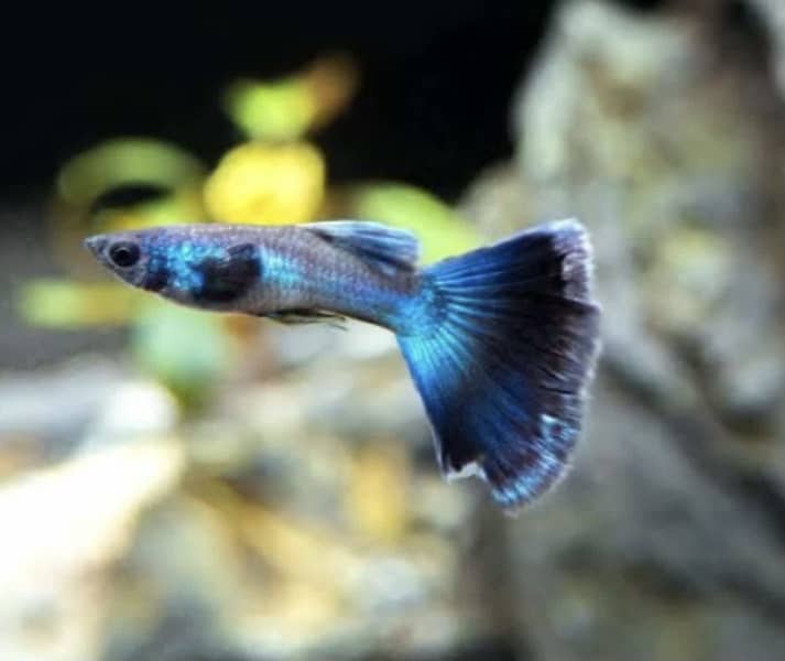 emerald blue guppy