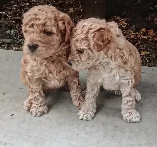 large automatic water bowl