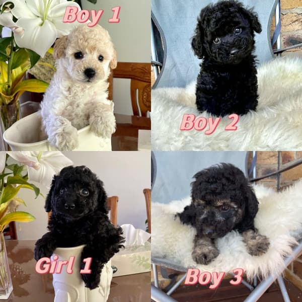 jual silver toy poodle