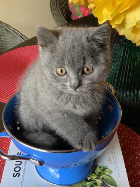 British sales shorthair gumtree