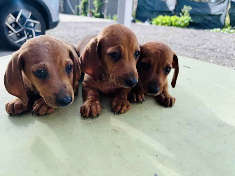 dachshund in Sydney Region NSW Dogs Puppies Gumtree Australia Free Local Classifieds