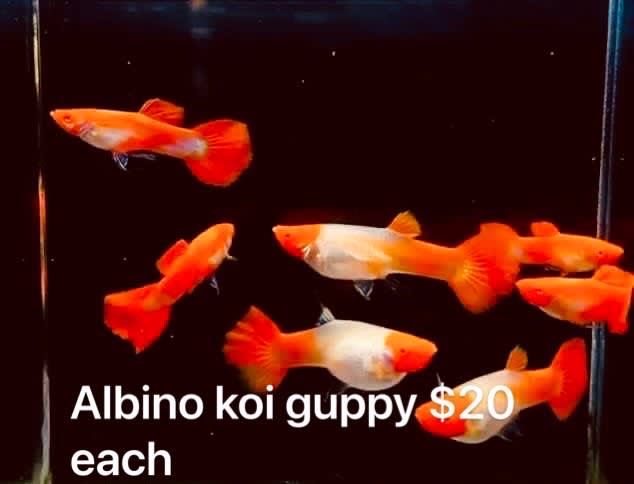 guppy albino koi