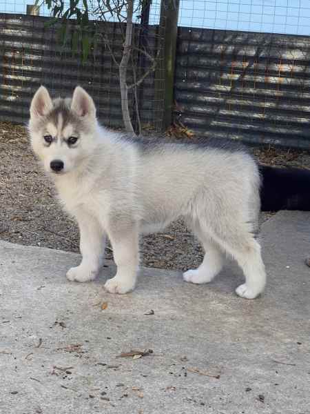 Gumtree husky best sale for sale