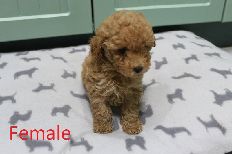 red toy poodle puppies for sale