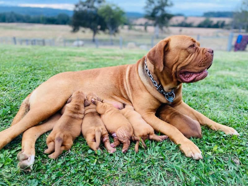 can dogue de bordeaux be black