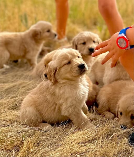 Golden retriever puppies discount for sale gumtree