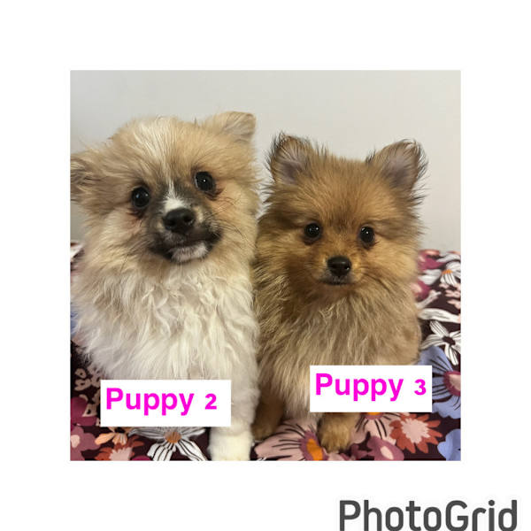 PENDING !!! Adorable and Gorgeous Fluffy Pomeranian Puppies Dogs