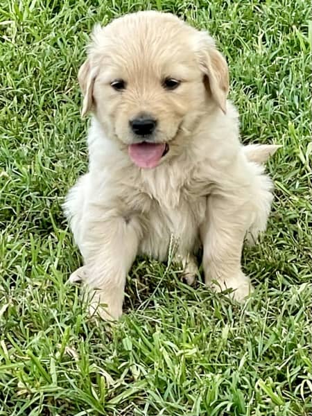 Gumtree golden retriever for 2024 sale