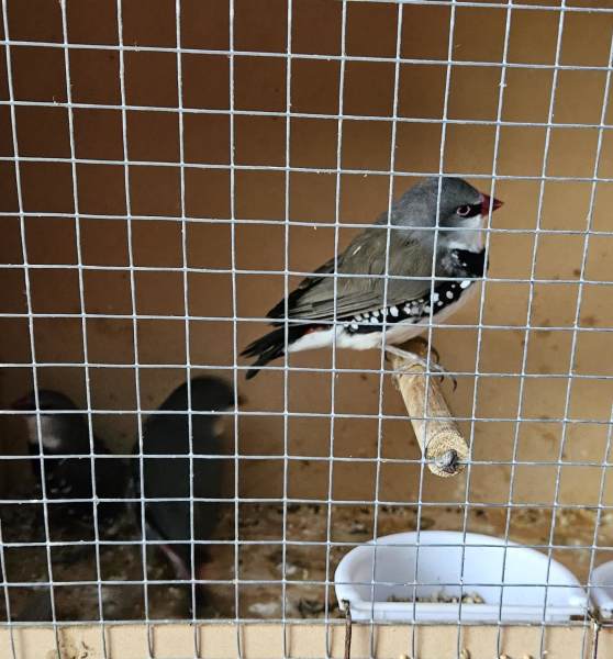 Diamond Firetail Finches Birds Gumtree Australia Morphett Vale