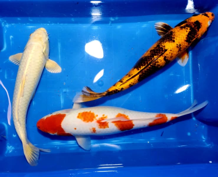 bulk koi fish for sale