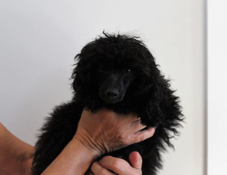 Are Poodles Affectionate Dogs