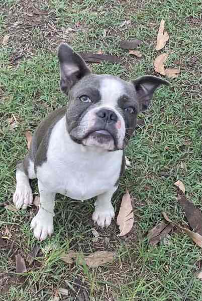 Boston discount terrier gumtree