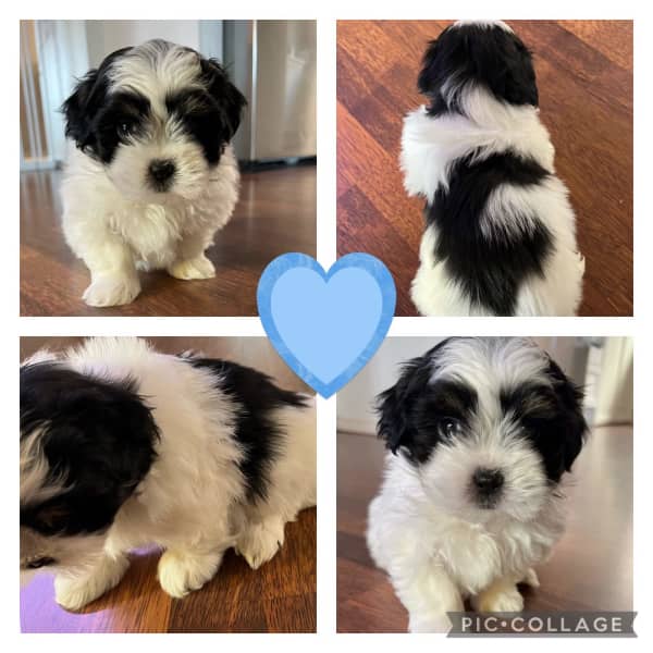 will my shih tzu puppy change color