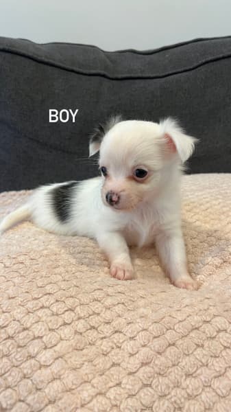 Gumtree chihuahua store dogs for sale